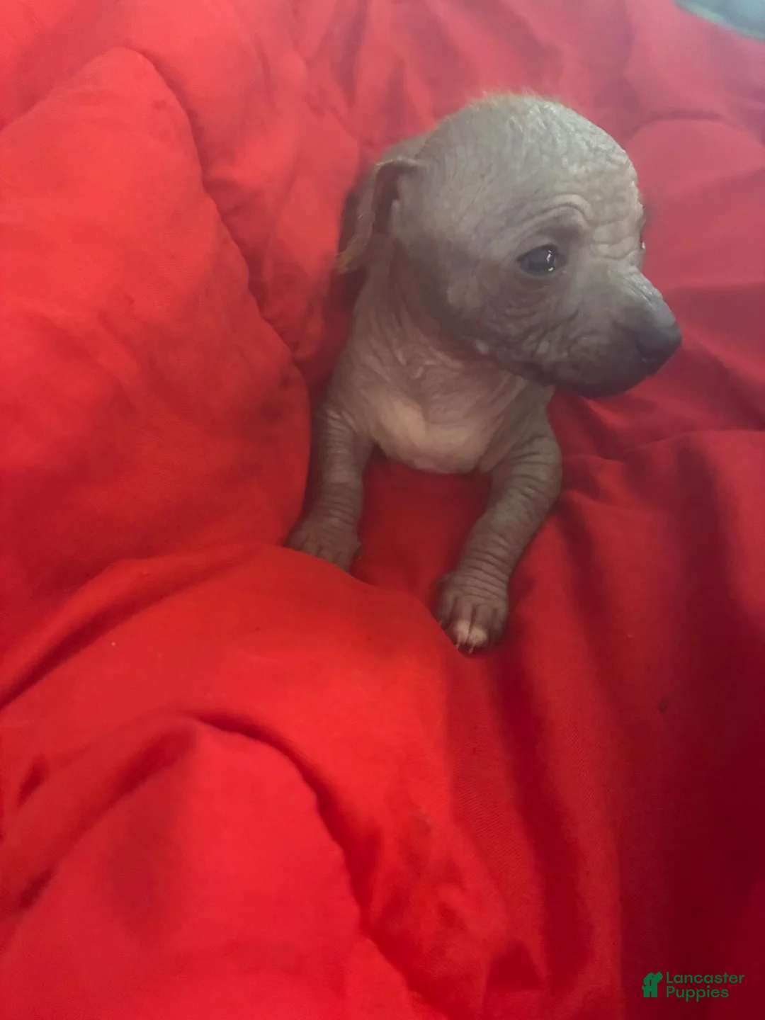 Chinese Crested dogs for sale: Mack - Ad 2