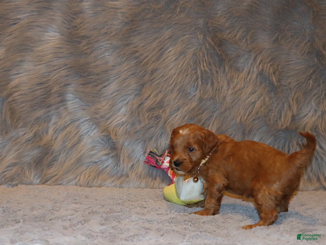 Mini Goldendoodle dogs for sale: Whitney 🌷👨‍👨‍👧‍👦💞🐕 - Ad 4