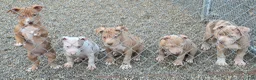 American Pit Bull Terrier dogs for sale: Phoenix  - Ad 5