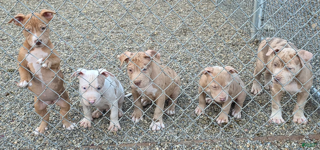 American Pit Bull Terrier dogs for sale: Phoenix  - Ad 5