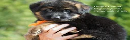 German Shepherd dogs for sale: German Shepherd female red collar - Ad 15