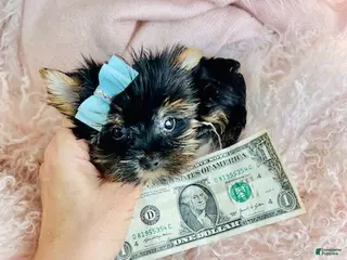 Yorkshire Terrier dogs Teacup Yorkshire Terrier Puppy 1 - Ad 5