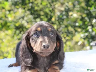 Dachshund dogs Chloe - Ad 4