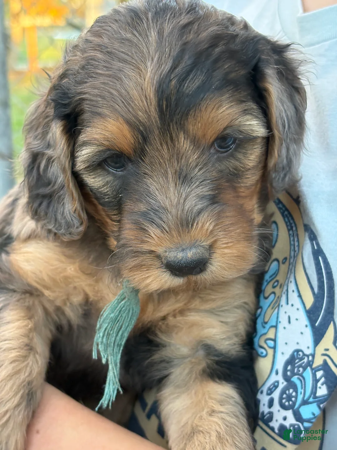Mixed Breed dogs for sale: Meet Izzy – Brown-Toned Merle Female Mini Bernedoodle Puppy for Sale | Twin Falls, Idaho - Ad 1
