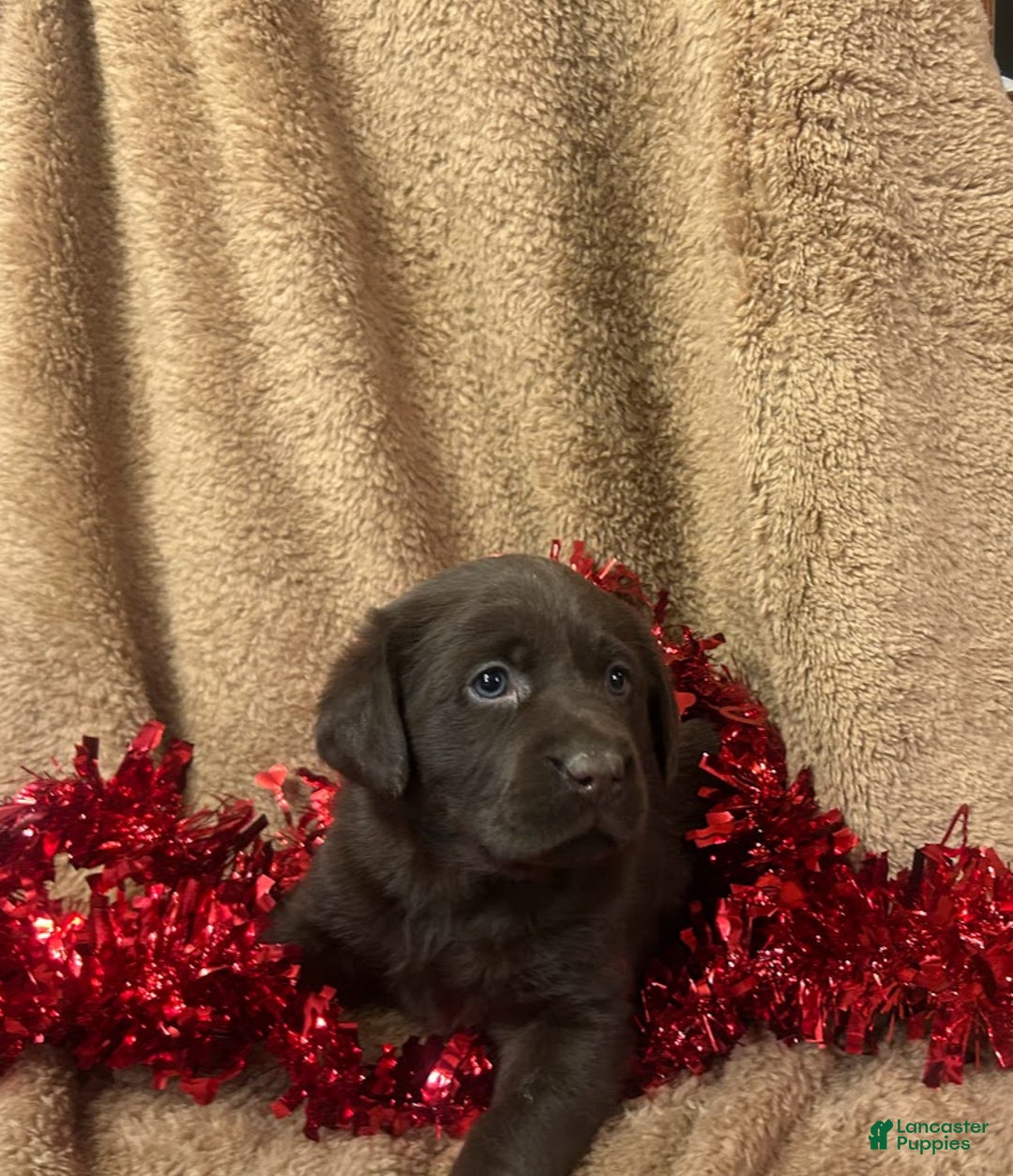 Labrador Retriever dogs for sale: Hershey - Ad 3