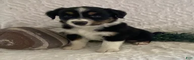 Rex