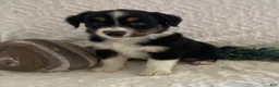 Australian Shepherd dogs for sale: Rex - Ad 1