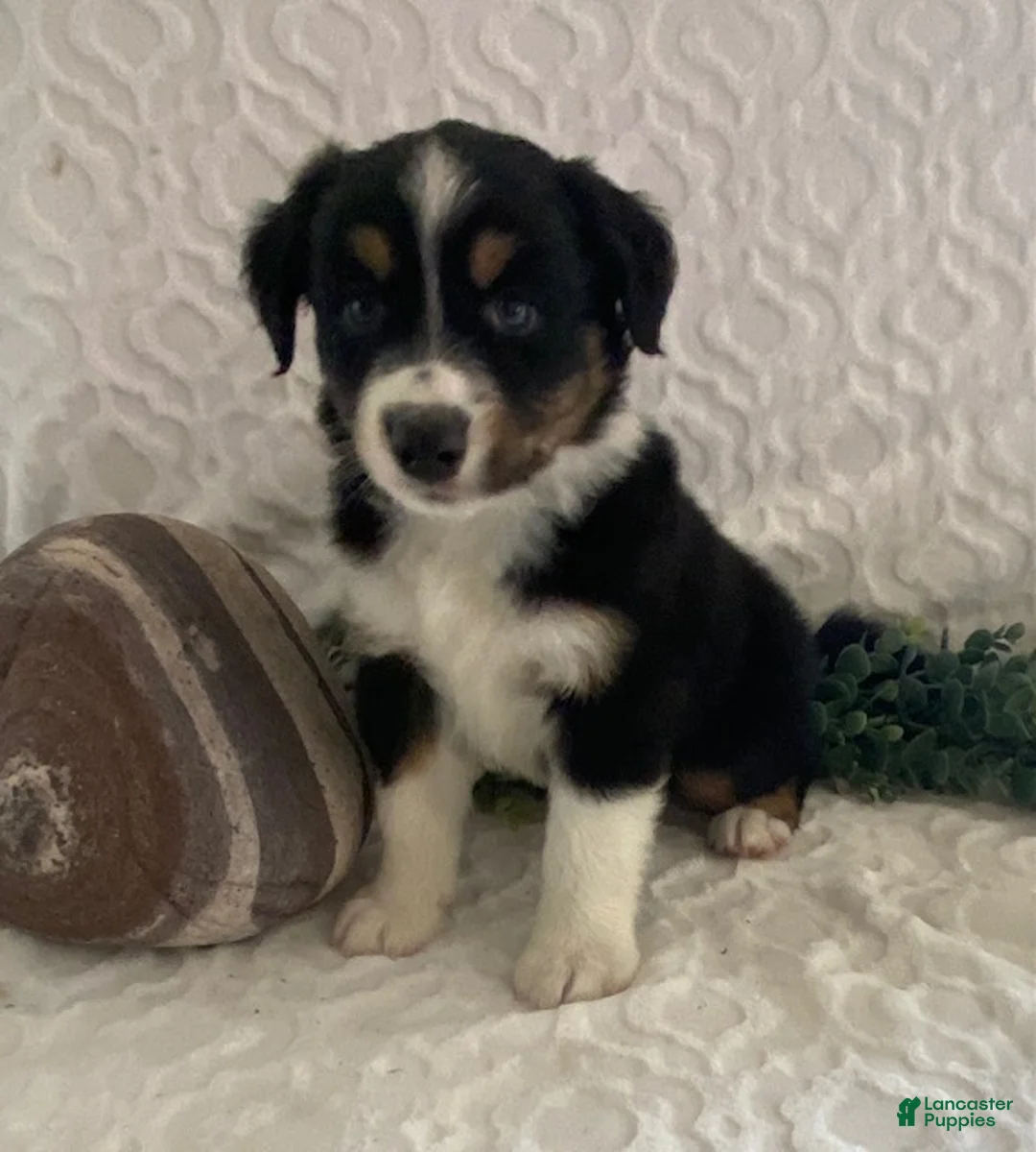 Australian Shepherd dogs for sale: Rex - Ad 1