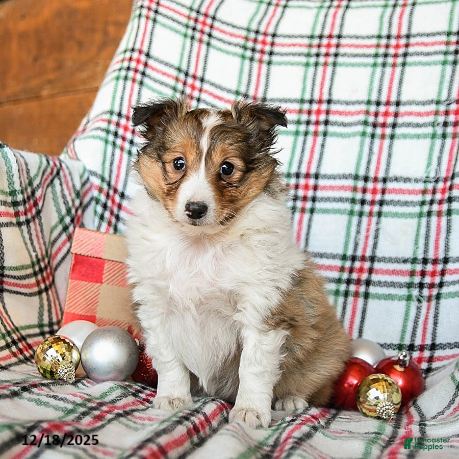 Shetland Sheepdog dogs Misty - Ad 19