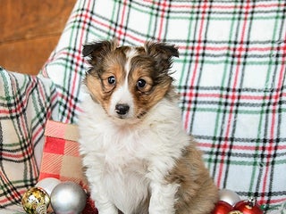 Shetland Sheepdog dogs Misty - Ad 1