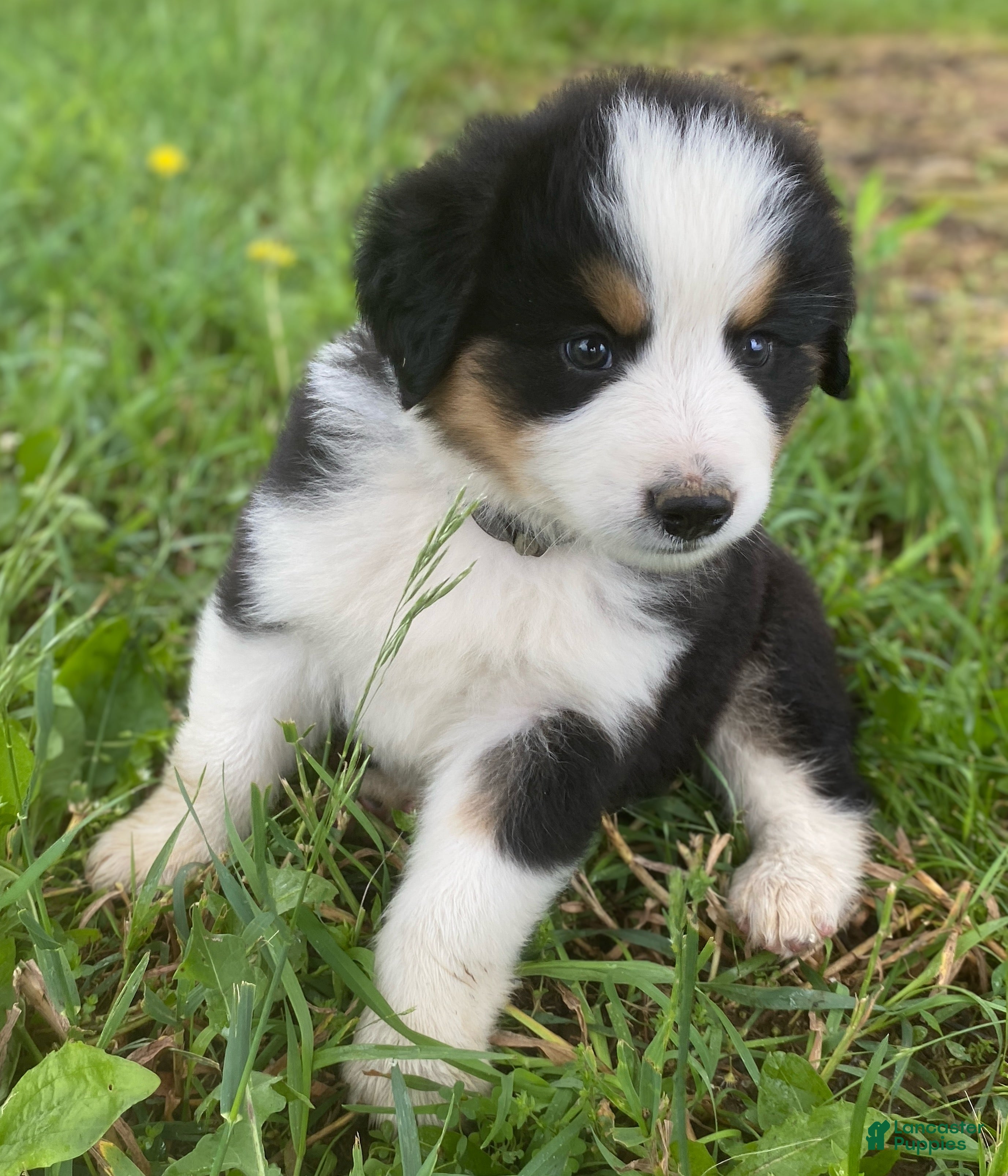 Mixed Breed dogs for sale: ♥️SWEET MOLLIE MAE♥️ - Ad 4
