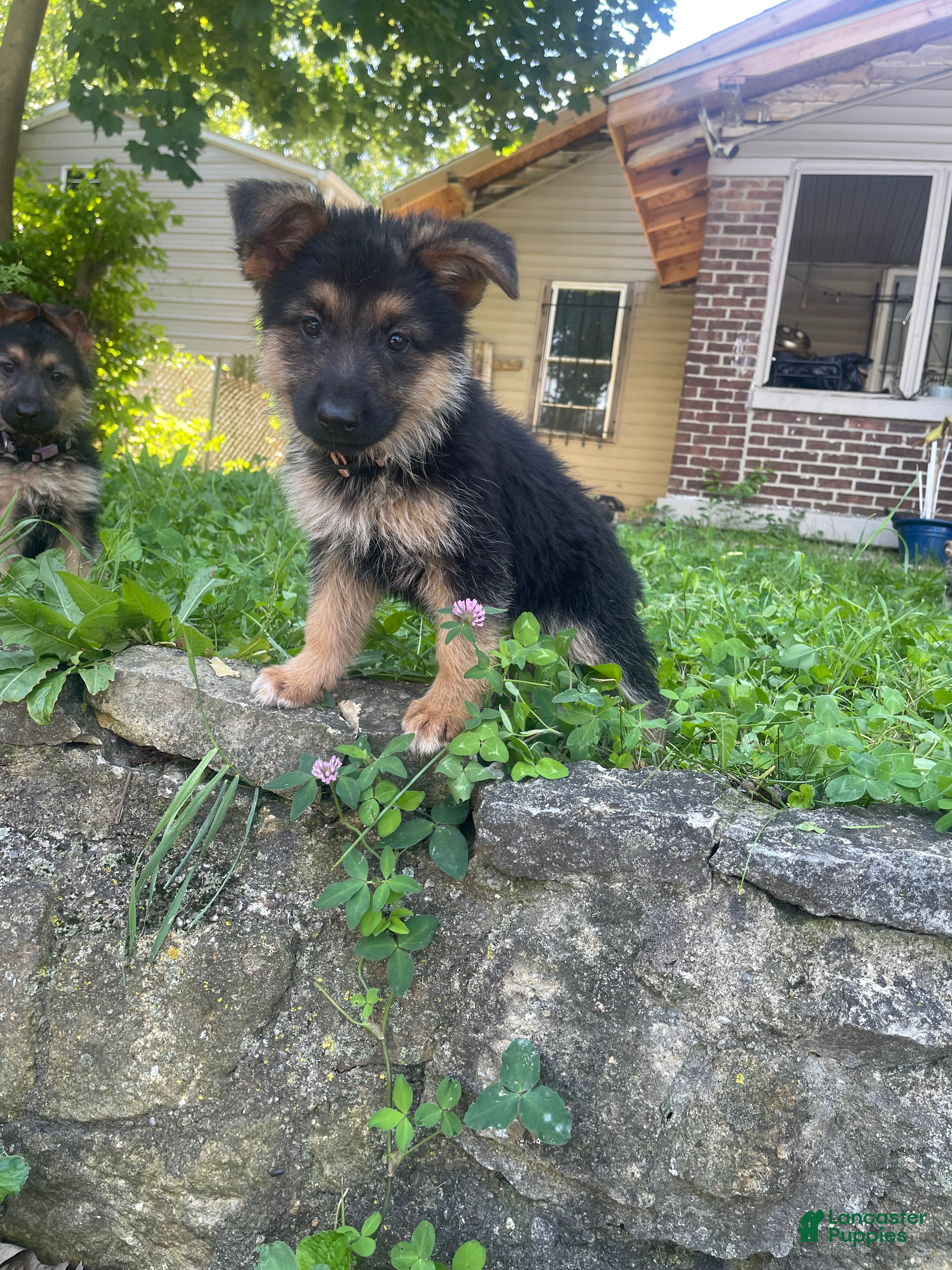 German Shepherd dogs Juju - Ad 32