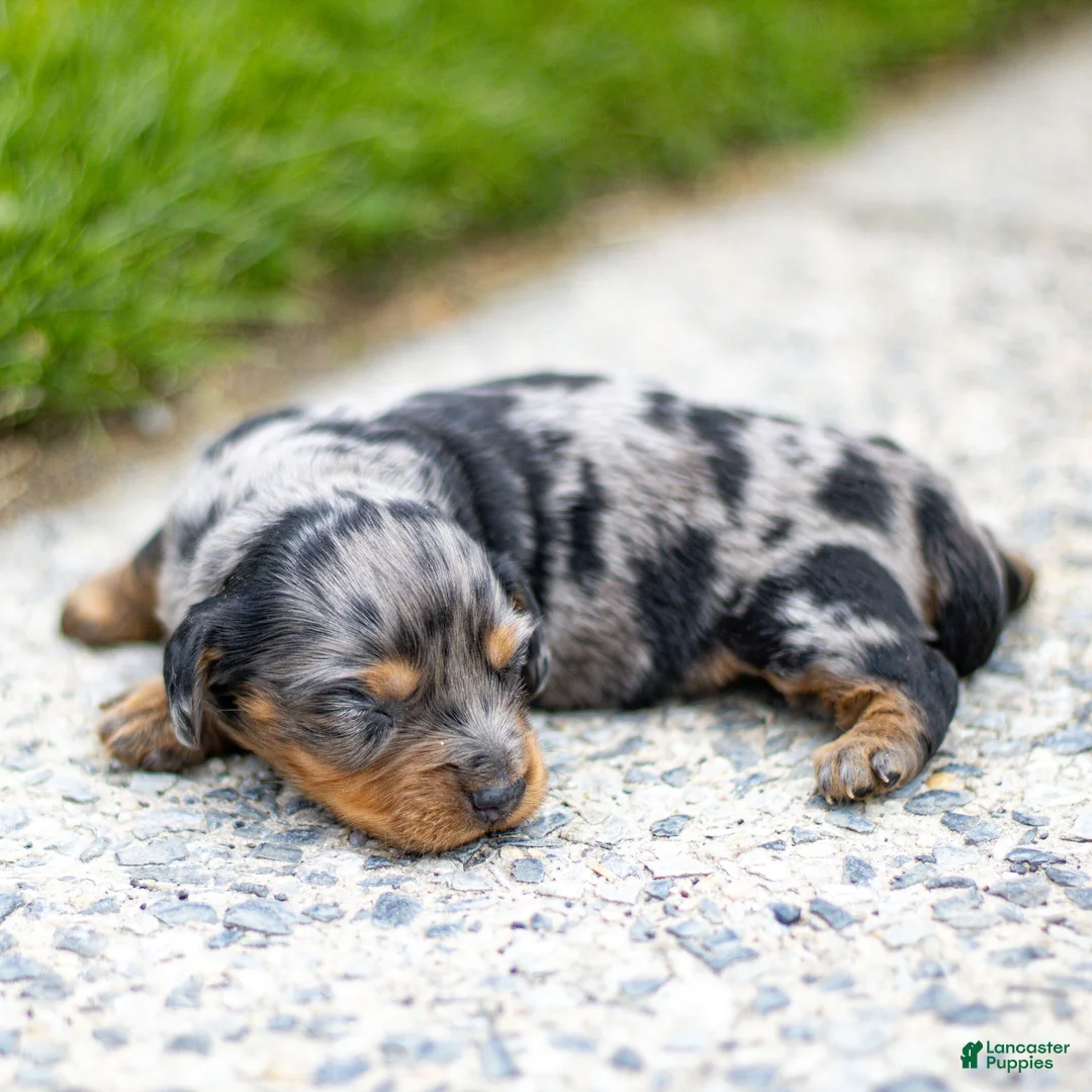 Miniature Dachshund dogs for sale: Dolly Miniature Dachshund Puppy  - Ad 1