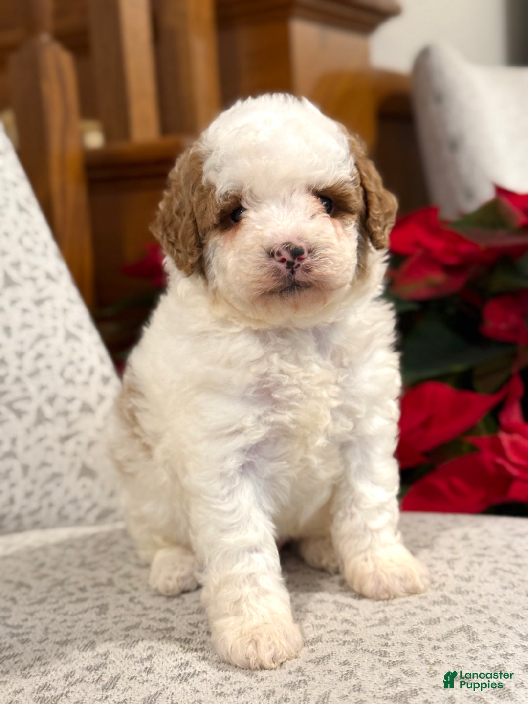 Miniature Poodle dogs for sale: Jasper  - Ad 4