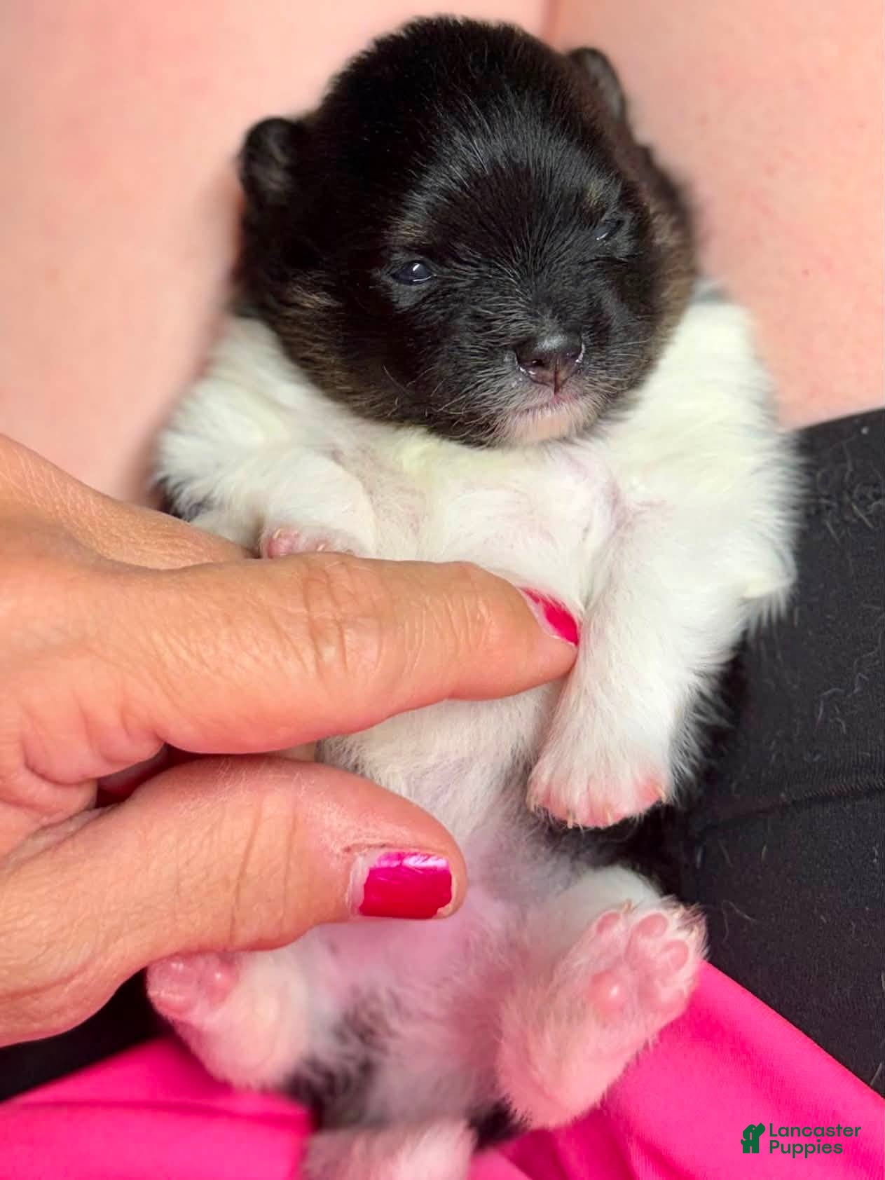 Pomeranian dogs Girl 2 - Ad 31