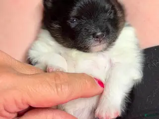 Pomeranian dogs Girl 2 - Ad 31