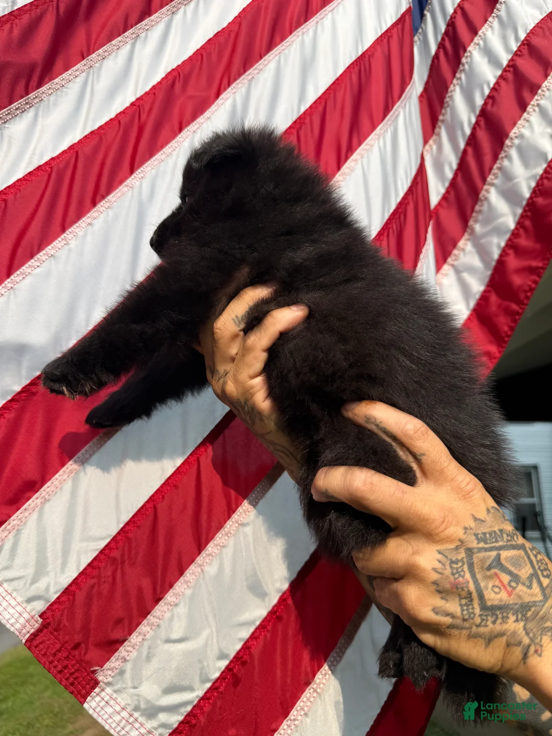 German Shepherd dogs for sale: Boomer - Ad 2