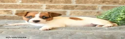 Jack Russell Terrier dogs for sale: Gianni - Ad 3
