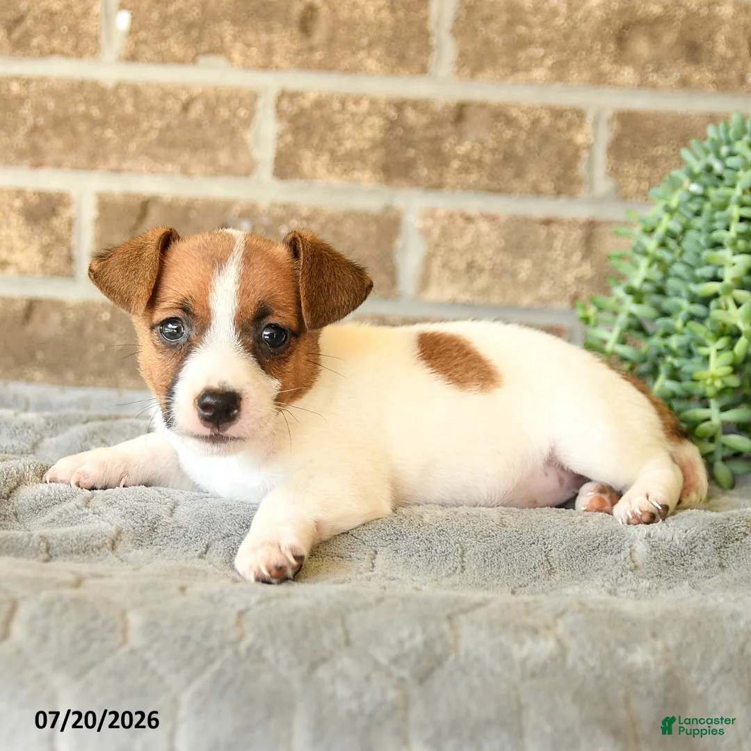Jack Russell Terrier dogs for sale: Gianni - Ad 3