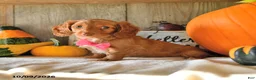 Dachshund dogs for sale: Pumpkin - Ad 3