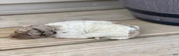 Standard Poodle dogs for sale: Maple - Ad 1