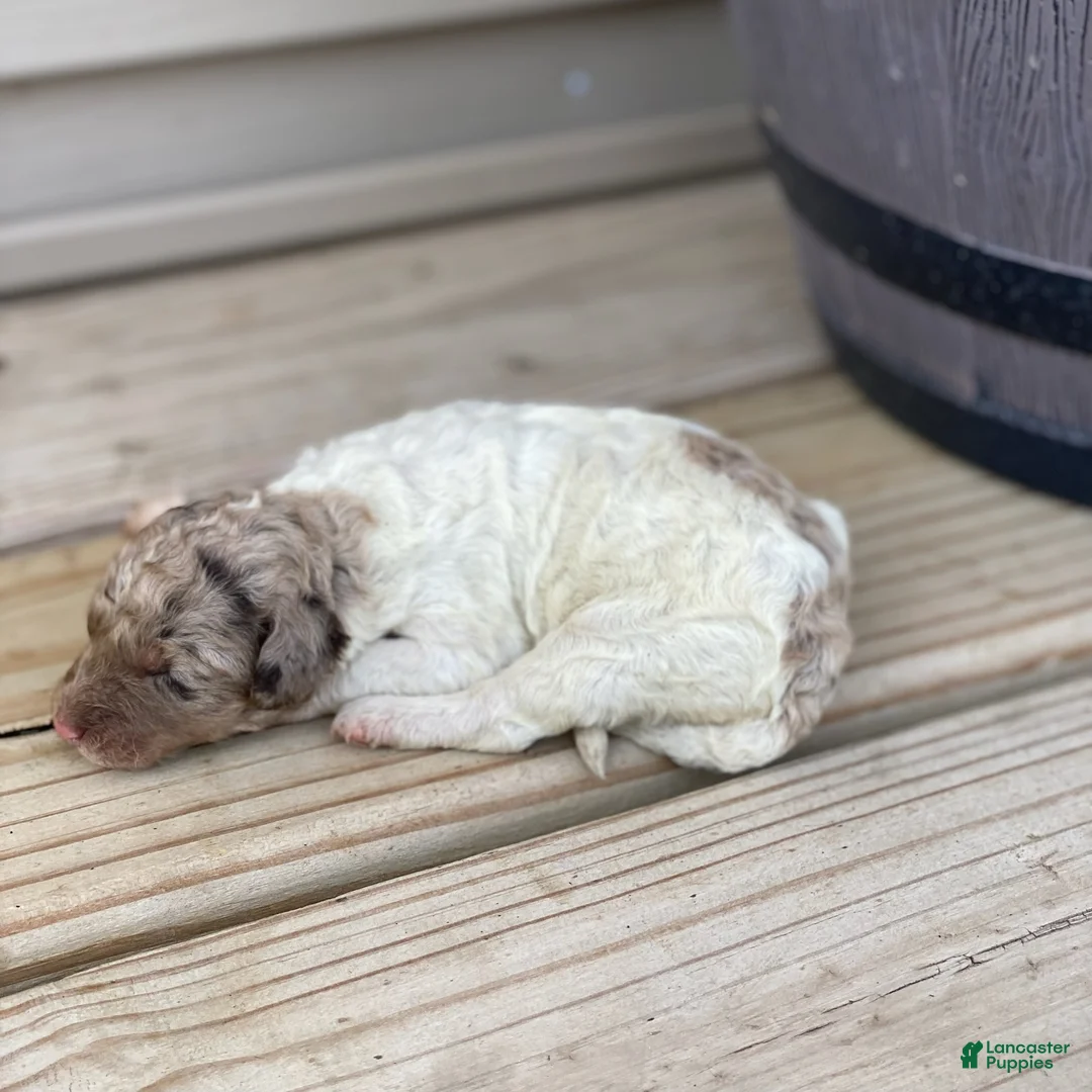 Standard Poodle dogs for sale: Maple - Ad 1