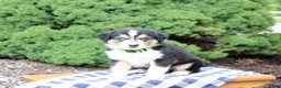 Miniature Australian Shepherd dogs for sale: Andy - Ad 3