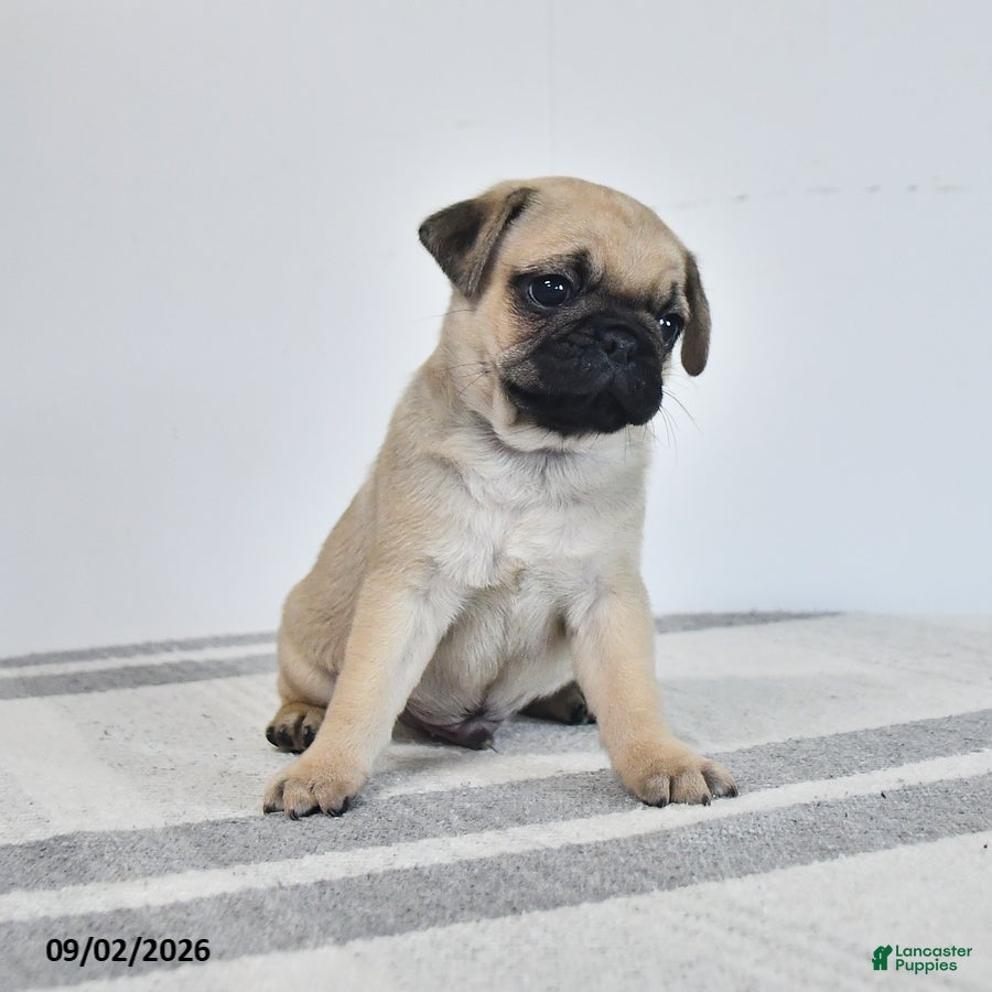 Pug dogs Magnus - Ad 2