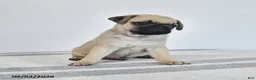 Pug dogs for sale: Magnus - Ad 2