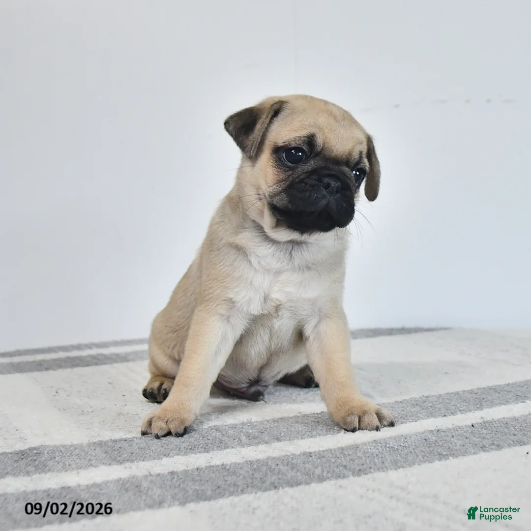 Pug dogs for sale: Magnus - Ad 2