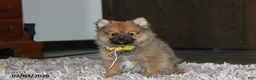 Pomeranian dogs for sale: Asher - Ad 2