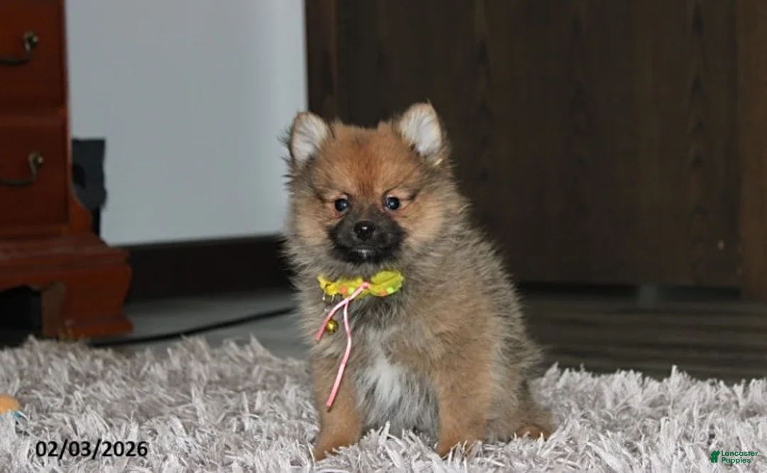 Pomeranian dogs for sale: Asher - Ad 2