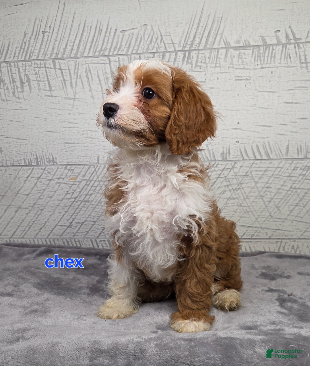 Cavapoo dogs for sale: Chex - Ad 7