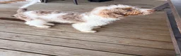 Mixed Breed dogs for sale: Micky - Ad 4