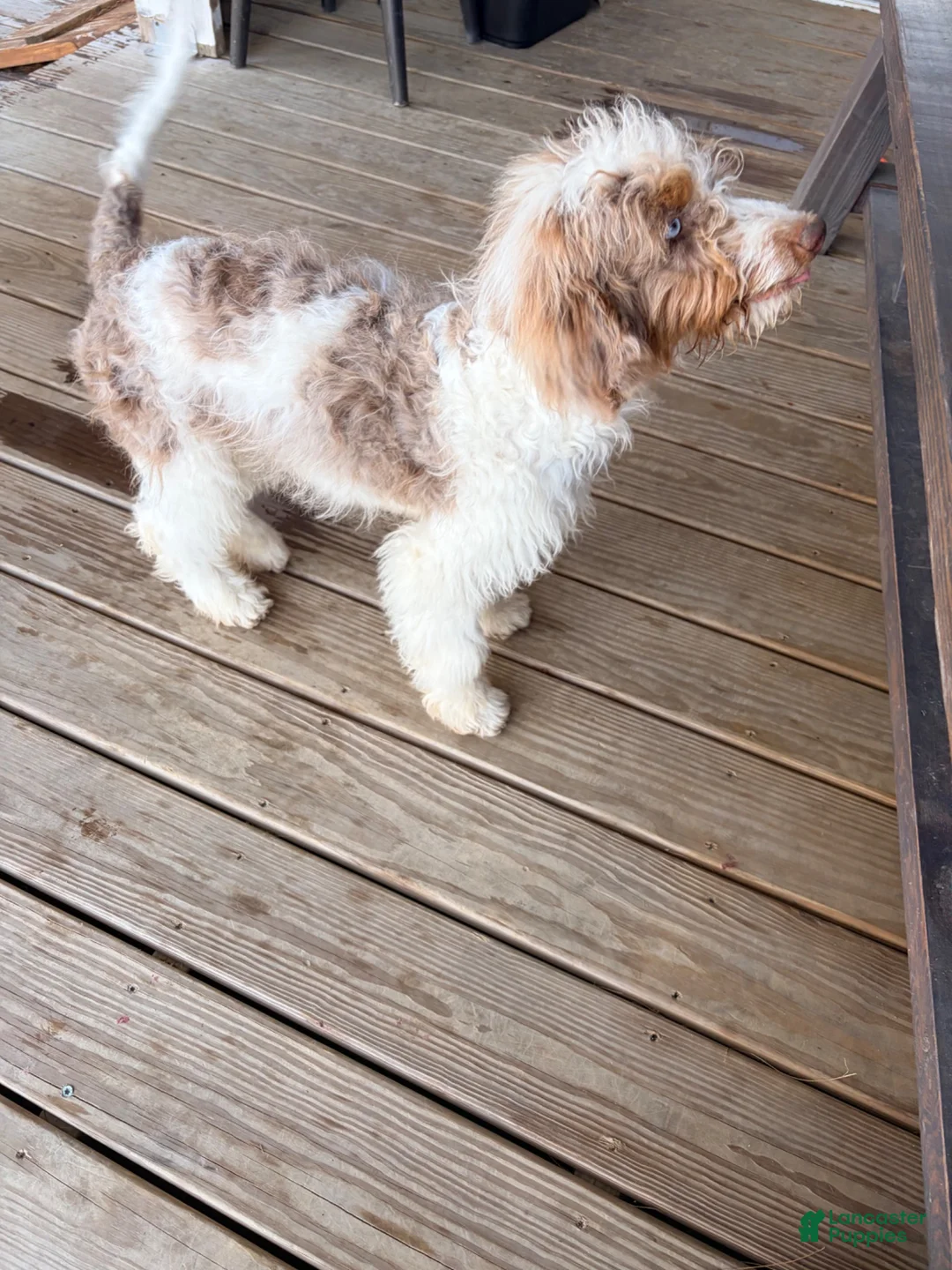 Mixed Breed dogs for sale: Micky - Ad 4