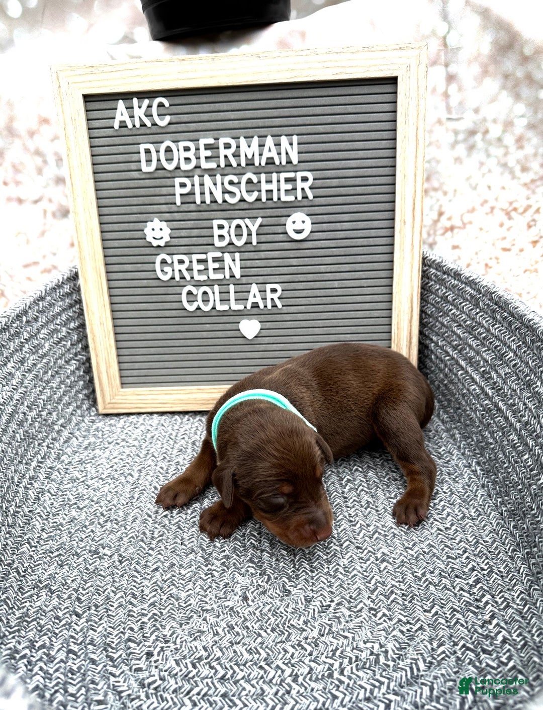 Doberman Pinscher dogs for sale: Red boy, green collar - Ad 4