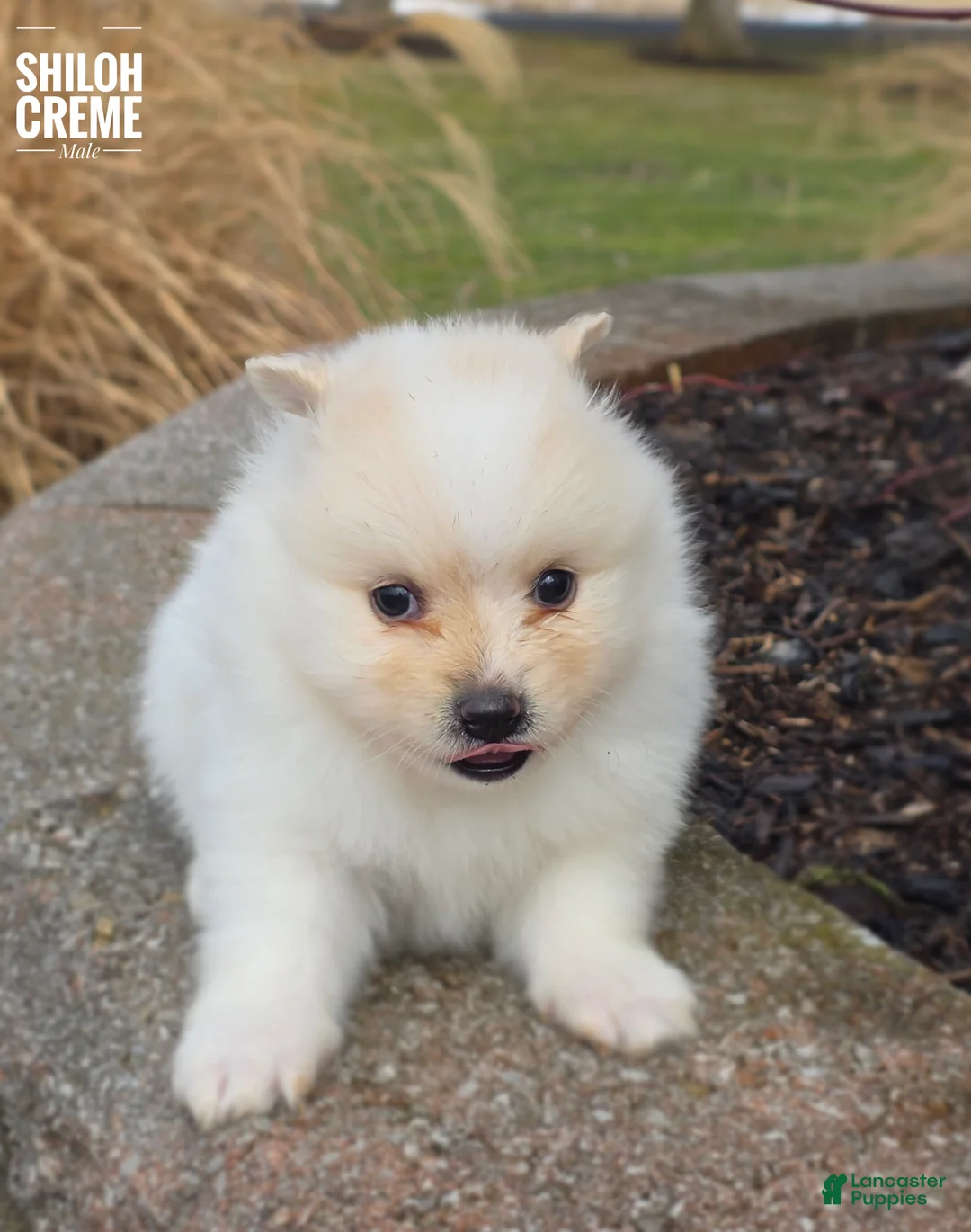 Pomeranian dogs for sale: Shiloh - Ad 3