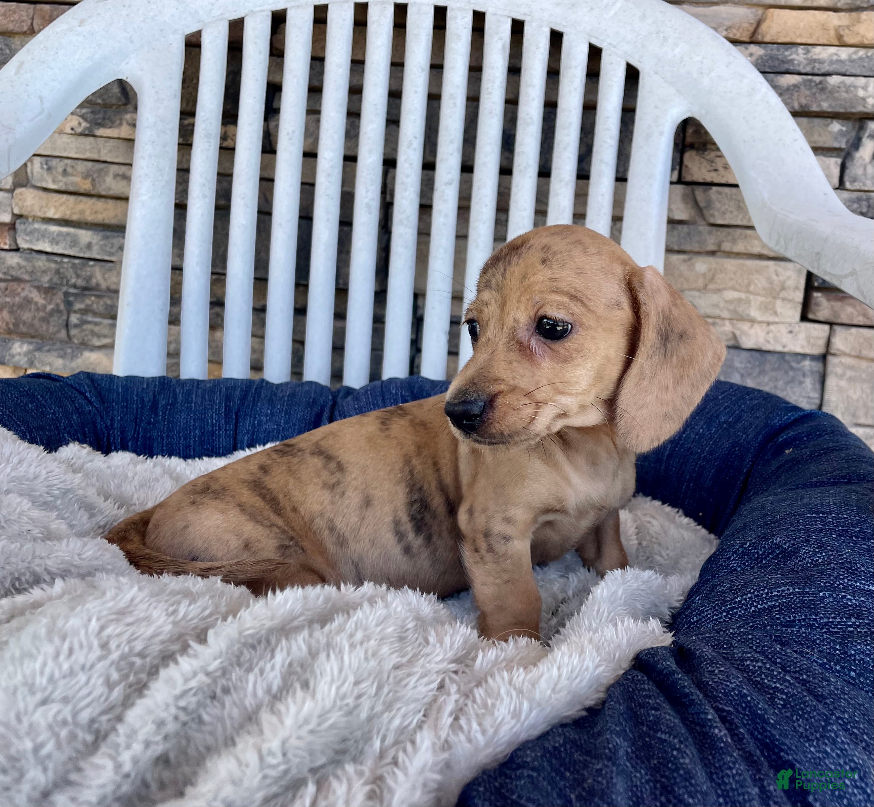 Miniature Dachshund dogs Flora - Ad 2