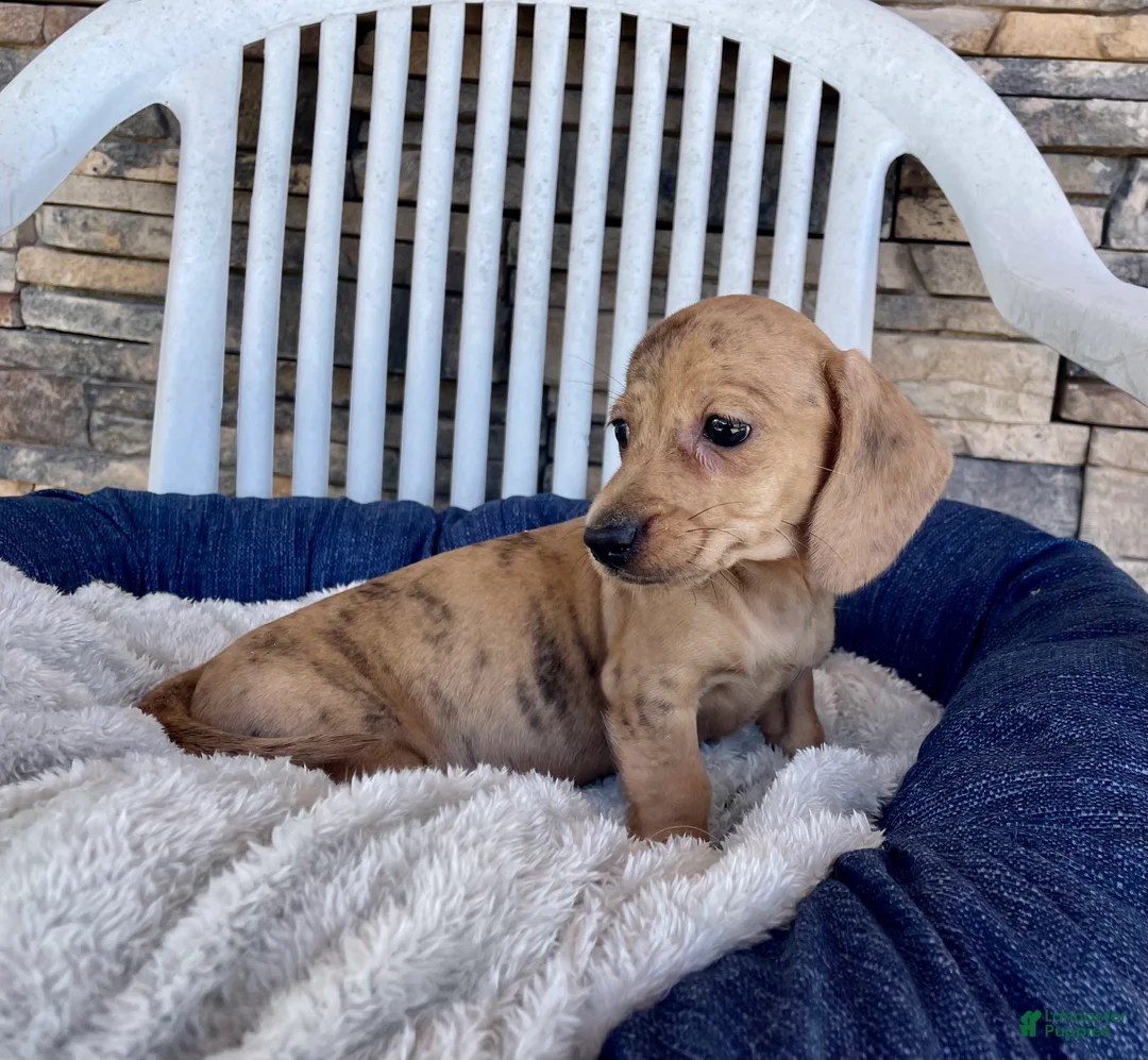 Miniature Dachshund dogs for sale: Flora - Ad 2
