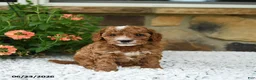 Cavapoo dogs for sale: William - Ad 3