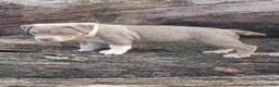 American Bully dogs for sale: American Bully female 2 - Ad 5