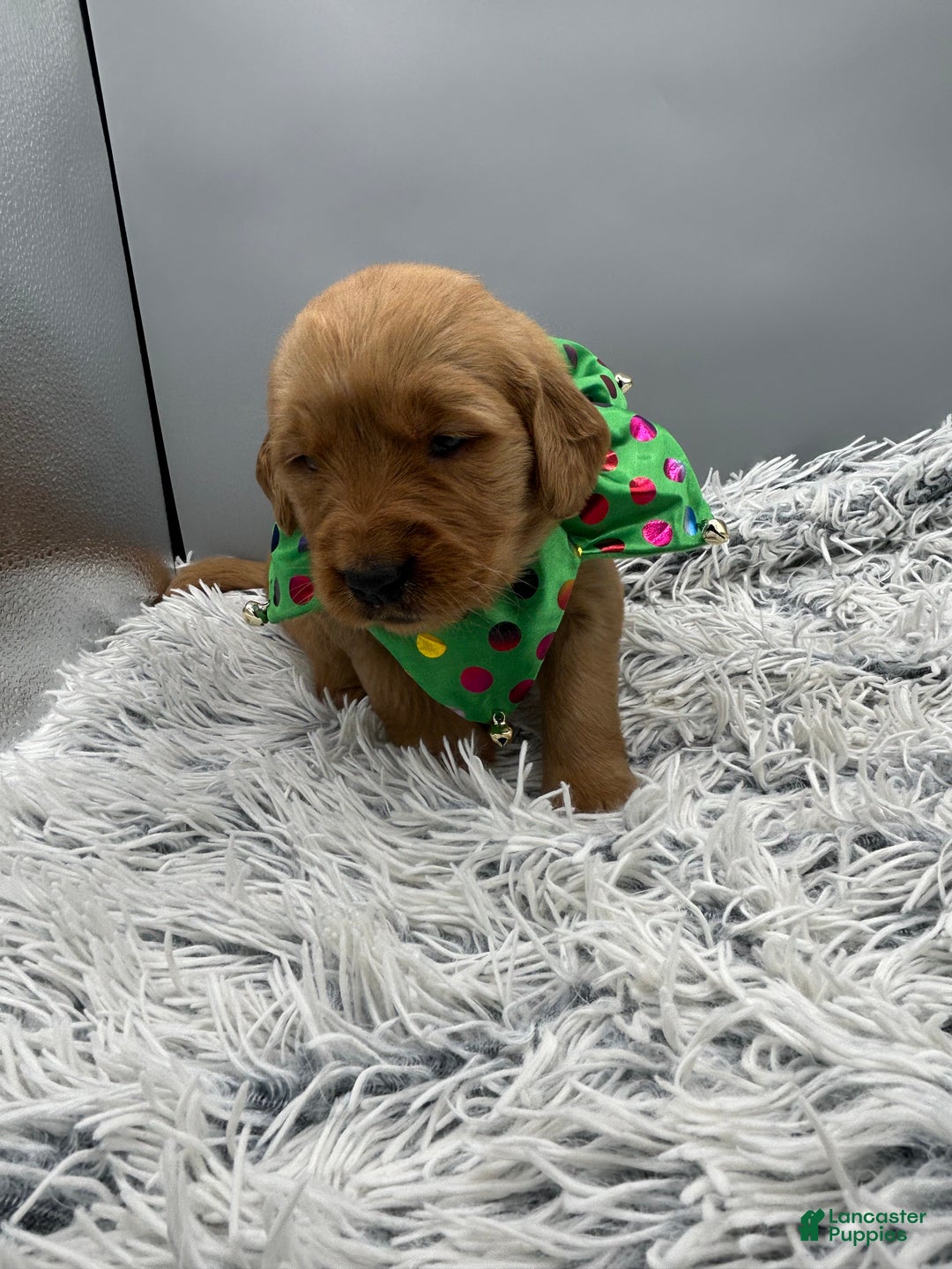 Golden Retriever dogs for sale: Golden Retriever Puppy - Stella - Ad 11