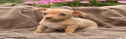 Chihuahua dogs for sale: Oatmeal - Ad 3