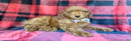 Miniature Poodle dogs for sale: Samuel - Ad 8