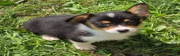 Welsh Corgi Pembroke dogs for sale: Brea  - Ad 12