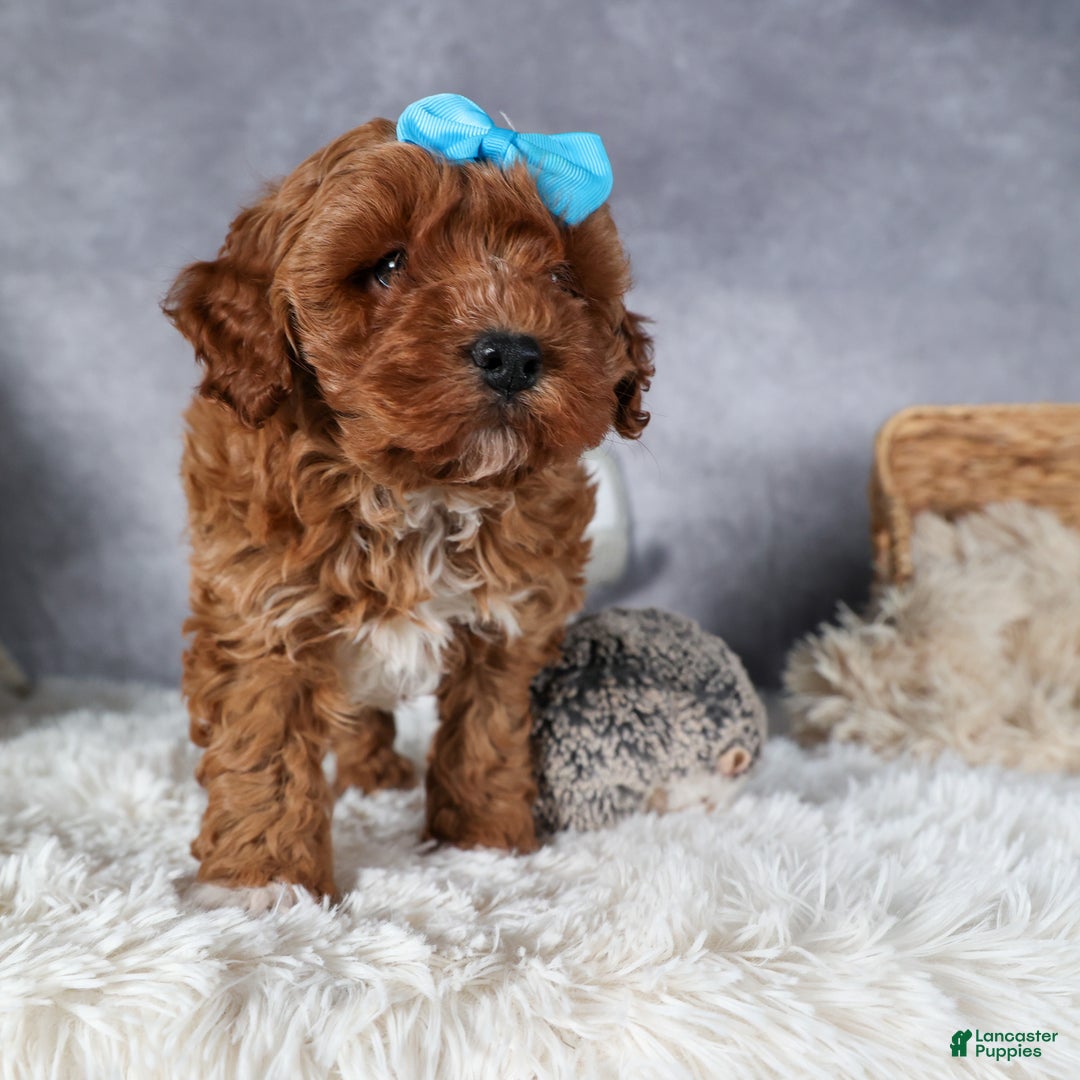 Cavapoo dogs for sale: OLLIE - Ad 3