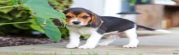 Beagle dogs for sale: Asher - Ad 5