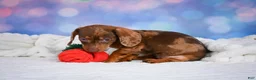 Miniature Dachshund dogs for sale: Molly - Ad 3