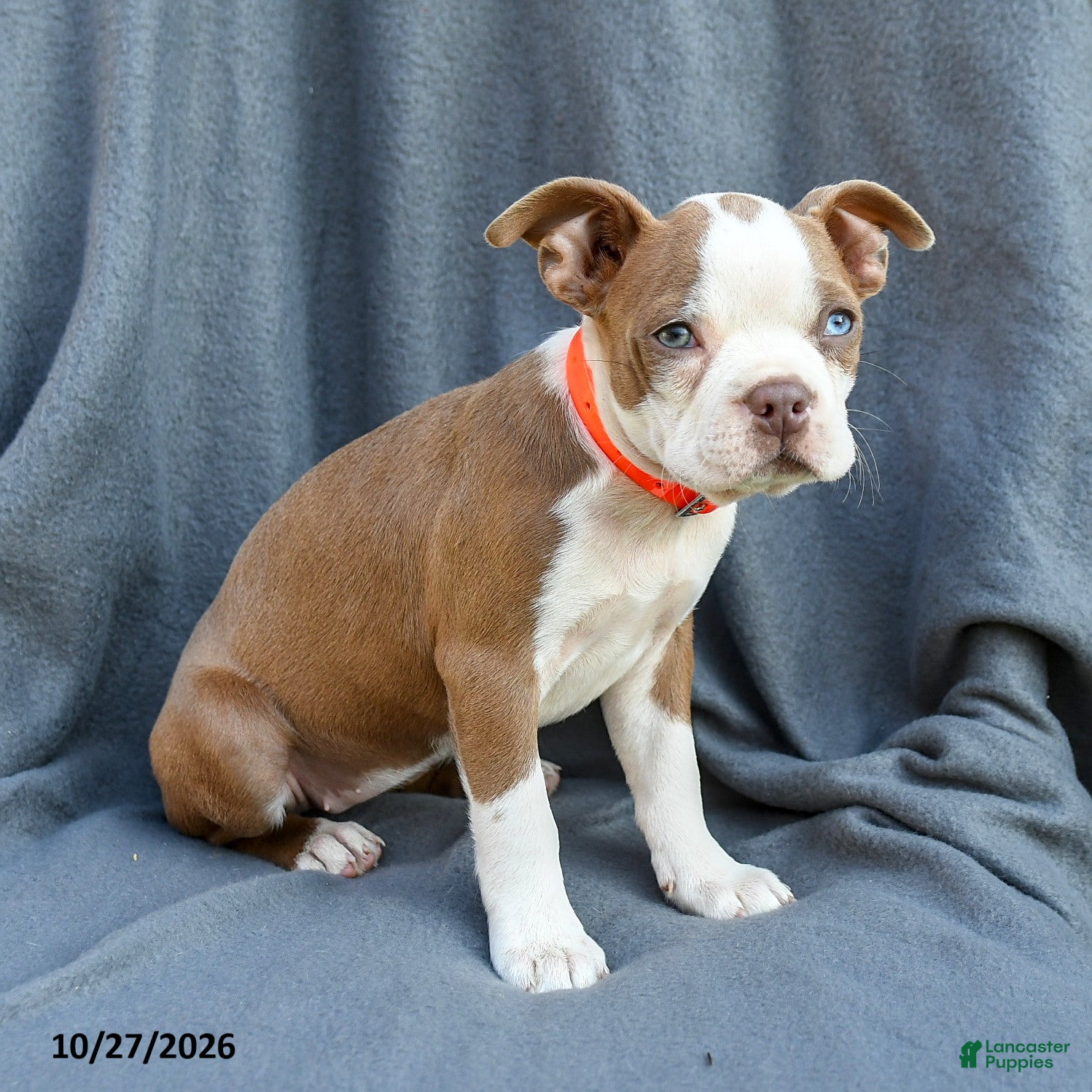 Boston Terrier dogs for sale: Tiana - Ad 2
