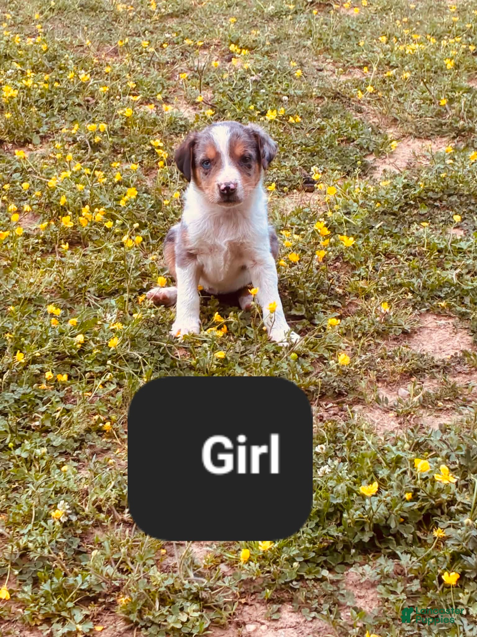 Mixed Breed dogs Milly - Ad 21